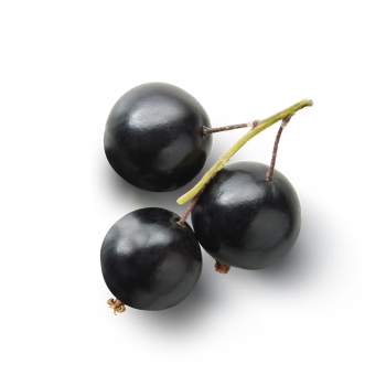 Extrakt aus Früchten der Schwarzen Johannisbeere  